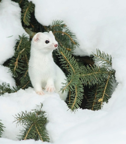 beautiful-wildlife:
“Short-Tailed Weasel (Ermine) by © Les Piccolo
”