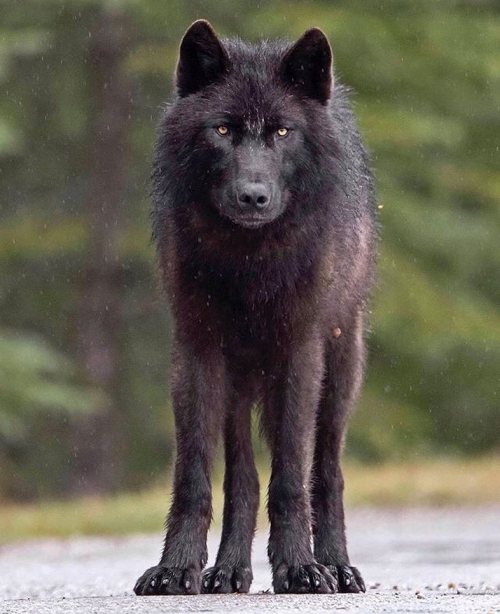 Black Wolf by © caipriestleyphotography