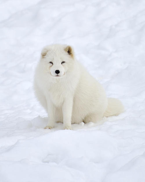 beautiful-wildlife:
“Arctic Fox by Joshua McCullough
”