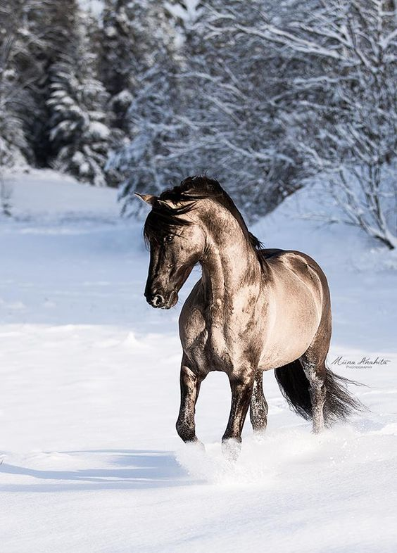 Magico, Andalusian Sorraia Grullo Stallion.
Photo by Miina Anahita
I Love Horses