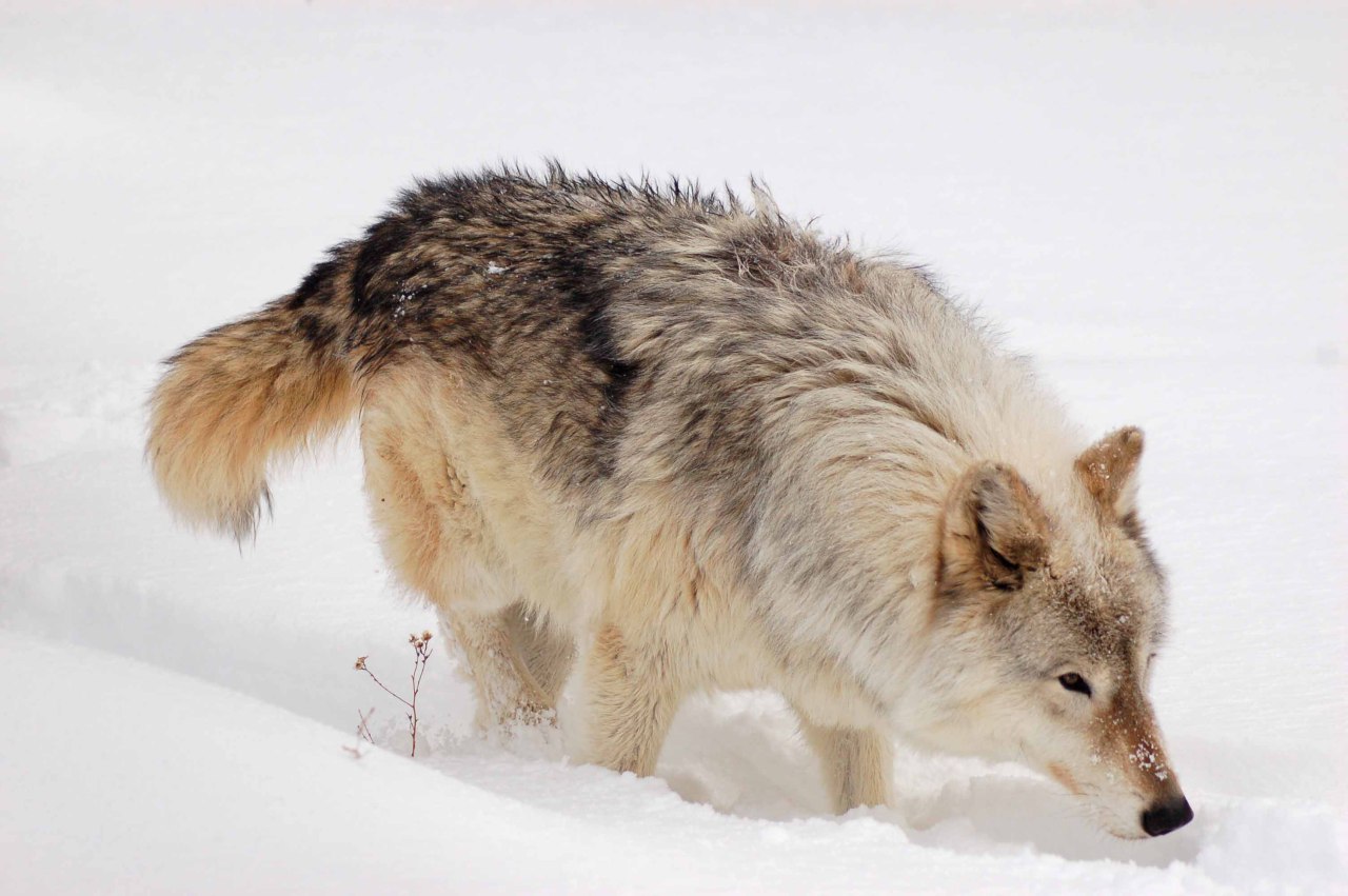 wild-diary:
“Timber Wolf | Wild Spirit Wolf Sanctuary
”