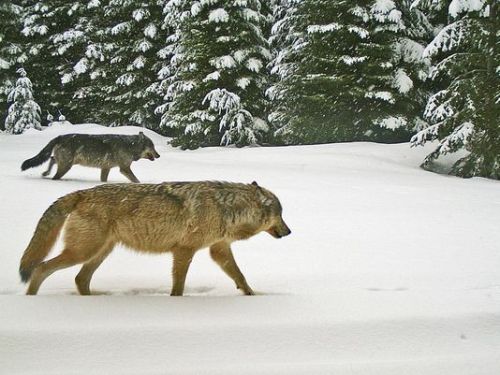 19 Oregon lawmakers denounce proposal for public wolf hunting April 7, 2017 - Nineteen Oregon lawmakers have requested that wolf hunting remain off the table to members of the public.
In a March 27 letter, the lawmakers — all Democrats — request that...