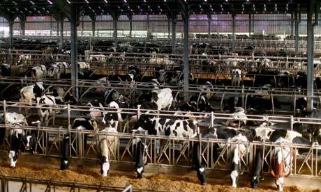 Farmed Animal Welfare: Cows • MSPCA-Angell