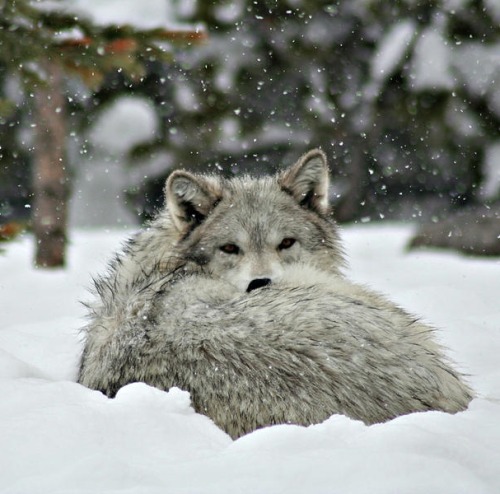 Wolf Resting by © Brandon and Becky Holley