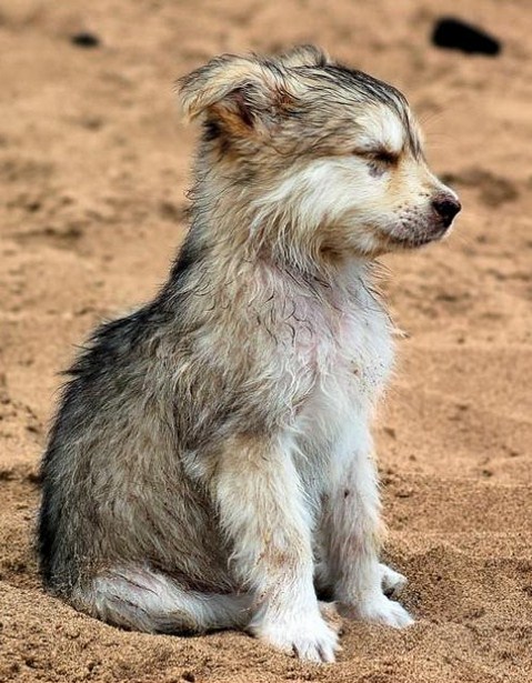 Wolf pup
Source: http://bit.ly/2wM2omM