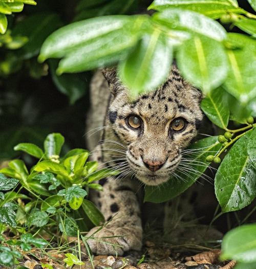 Clouded Leopard by © Colin Langford