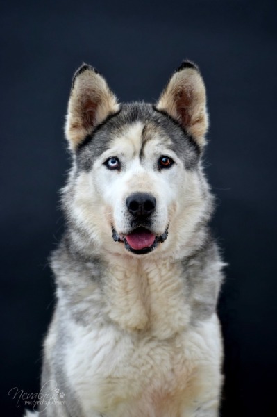 handsomedogs:
“Teddy is an 8 year old husky for adoption at Pets Alive in Middletown NY. He loves everyone he meets, but he would prefer a home without other dogs or small animals.
”