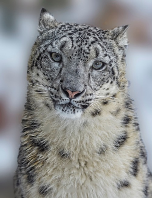 Snow Leopard by © Charles Adams
