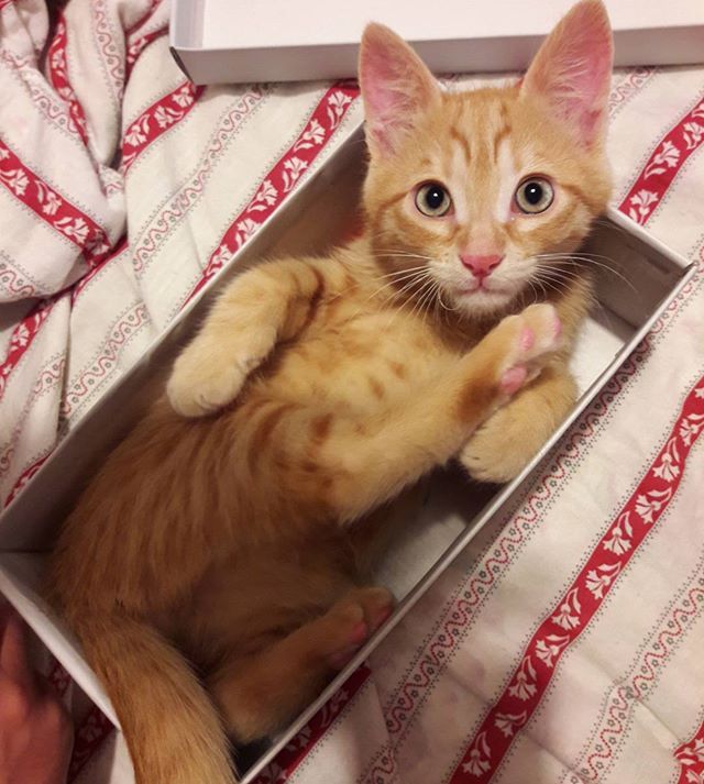 Diggory the ginger cat in a box!