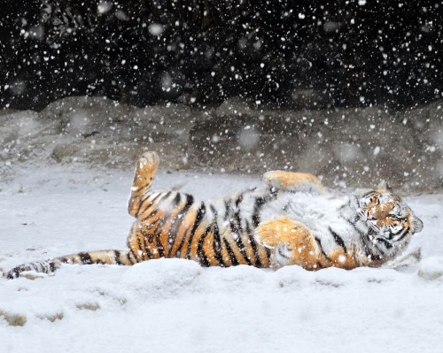 Playing in the snow by © Jongsung Ryu
