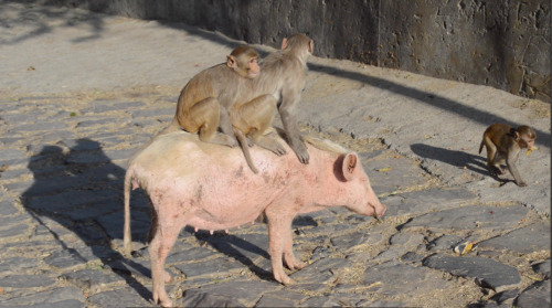 monkeys riding pig