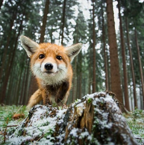beautiful-wildlife:
“Curious Fox by Michal Varecka
”