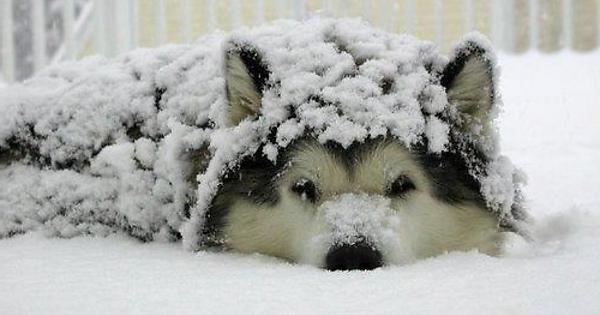 His little snow blanket.
Source: http://bit.ly/2jvHL3f