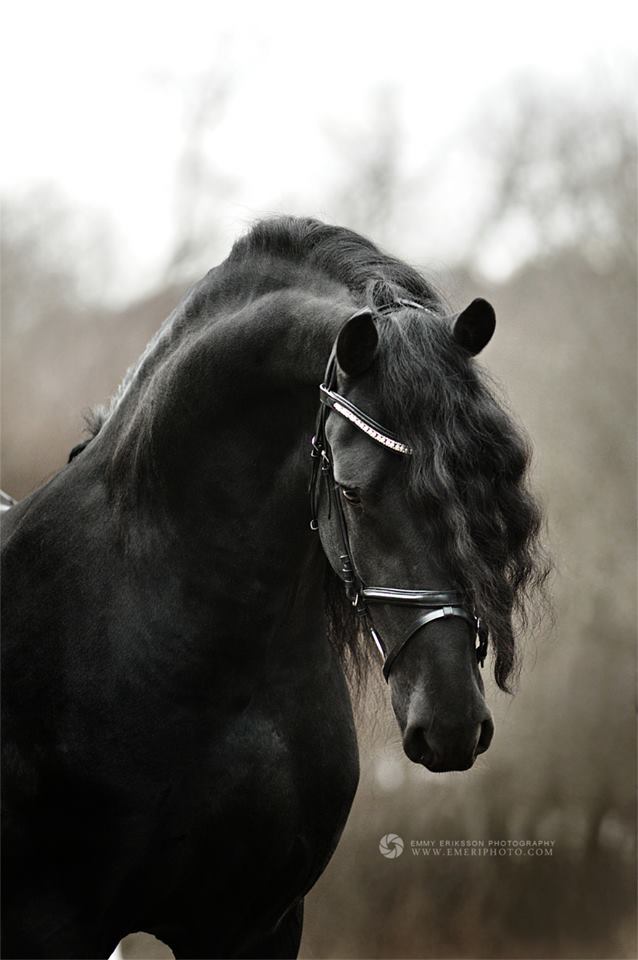 Stunning Friesian stallion Hayco.
(Reinder 452 x Reyert 337)
born 2010 in the Netherlands
Emmy Eriksson Photography
