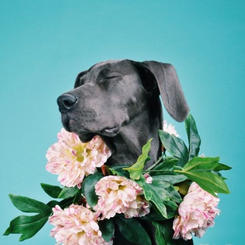 a portrait style picture of a black labrador surrounded by flowers