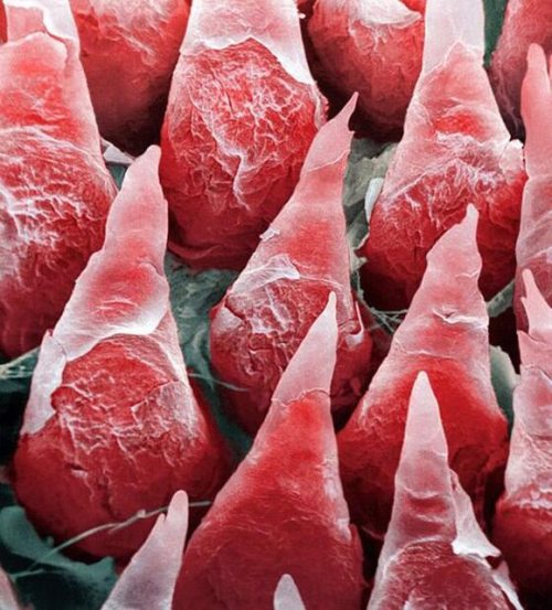 asapscience:
“This is a zoomed image of the human tongue!
[Image via http://bit.ly/2haTPda]
”