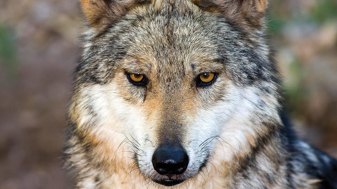 samuell24:
“ Wolves ♥
(http://www.sciencemag.org/news/2015/04/how-wolf-became-dog)
”