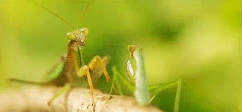iamthegarebear:
“ witchbat:
“ nerd
”
Look how dramatically the other mantis falls.
”