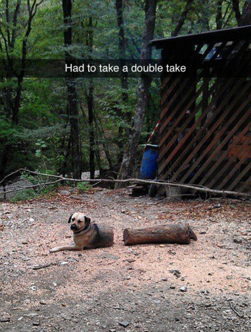 Log Dog (via hazardnipt)