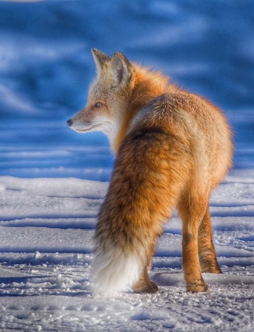 Fox by © Sue Ernisse