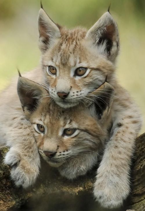 wildlife-experience:
“ Read More
”