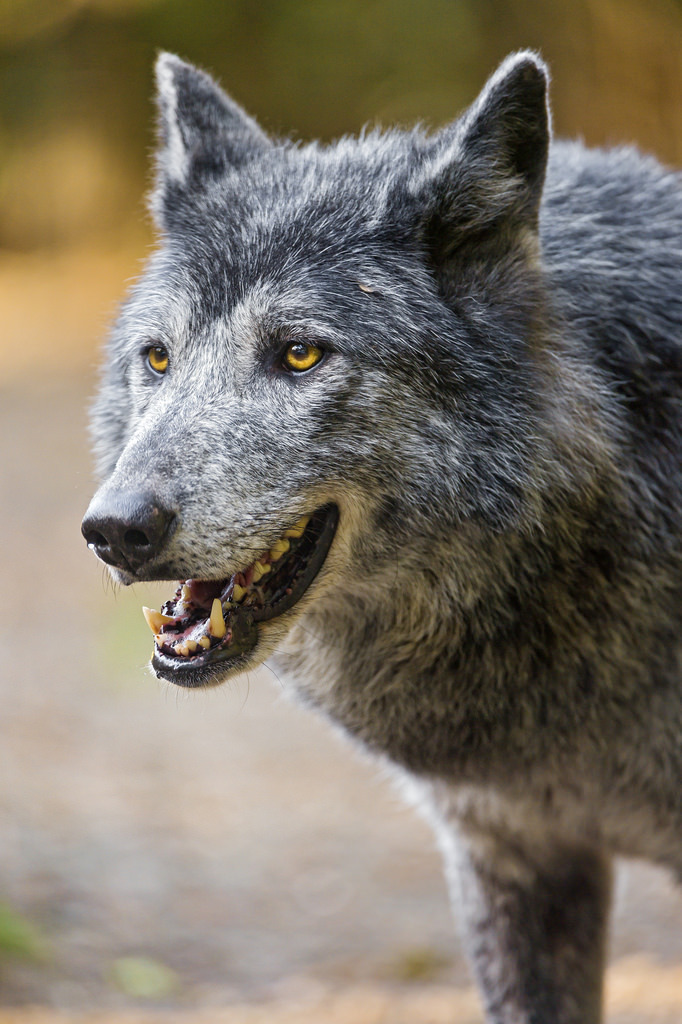 catxlyst:
“Semi profile of a gray wolf with open mouth (by Tambako the Jaguar)
”