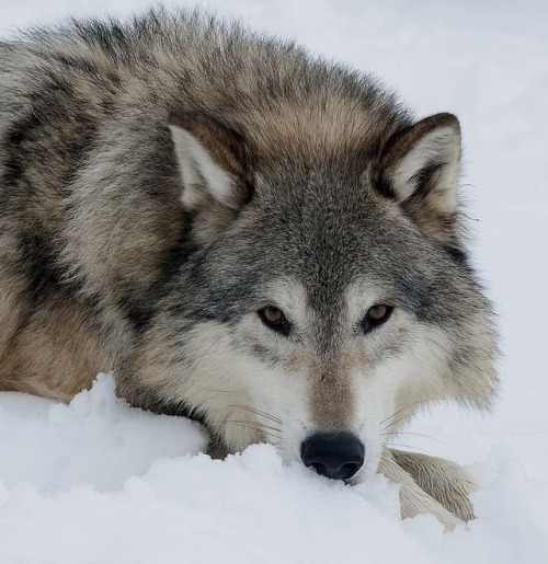 Wolf Close-up by © Jacki Pienta