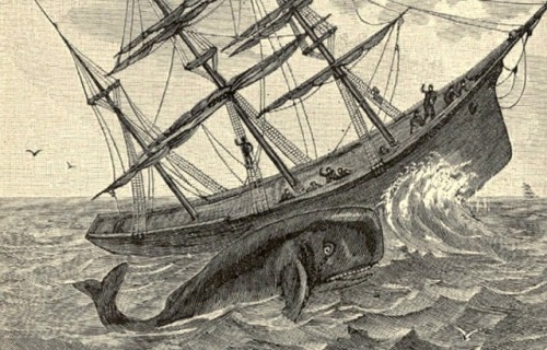 congenitaldisease:
“Essex was an American whaler from Nantucket, Massachusetts. In 1820, while on a voyage, the ship was attacked by a sperm whale. The attack was so severe that the ship sank. Miraculously, all twenty members of the crew survived....