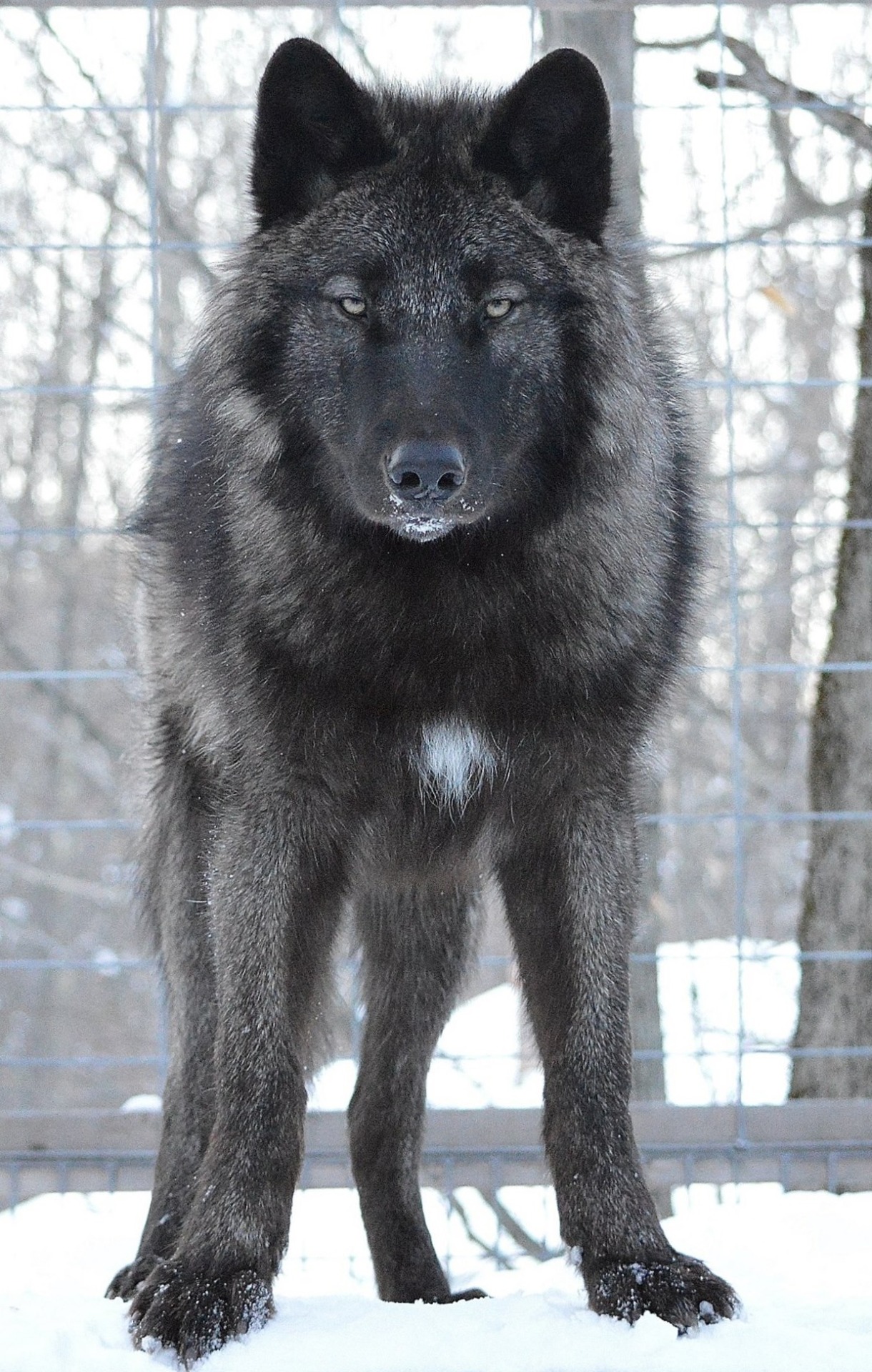 yourdogisnotawolf:
“ “Athens, a very high content wolfdog, one of the loves of my life and my heart and soul. Age 8 months in this photo.
”
Absolutely gorgeous animal! I can’t believe he’s only 8 months here, he looks so grown and these colors will...