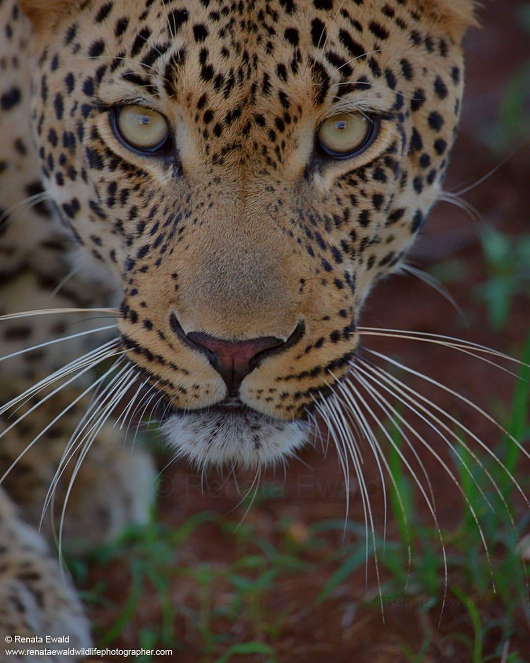 funnywildlife:
“Stunning close up of a leopard taken at Kruger National Park in South Africa
by #wildographydudette @renataewaldwildlifephotography
Check out her website for prints and other photographic services including tailor-made exclusive...