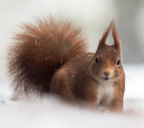 Squirrel by © Holger Hübner
