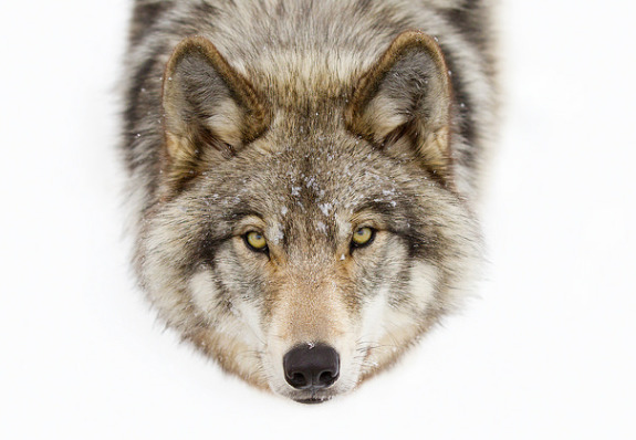 wolfsheart-blog:
“ Timber Wolf stare by
Jim Cumming
”