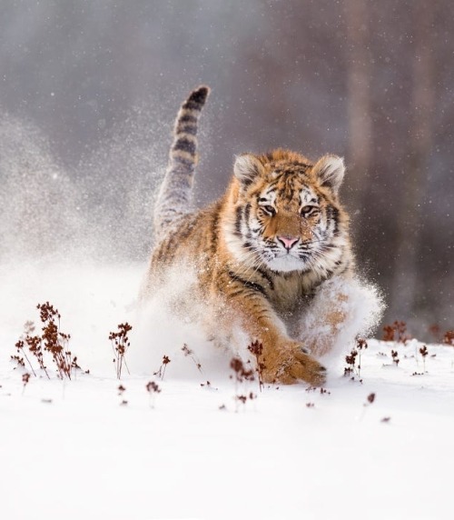 Siberian Tiger by © Jan Pelcman
