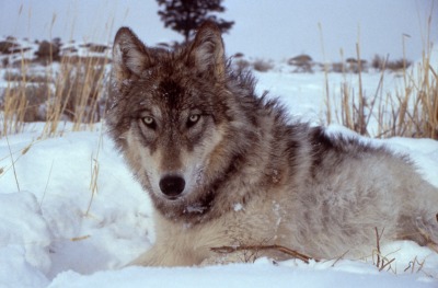 wolfeverything:
“Those eyes 😍
”