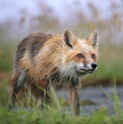 Vixen by © Megan Lorenz
Wild Red Fox in Newfoundland, Canada