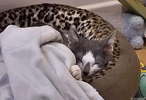 thenatsdorf:
“Sleeping kitten surprise. [full video]
”