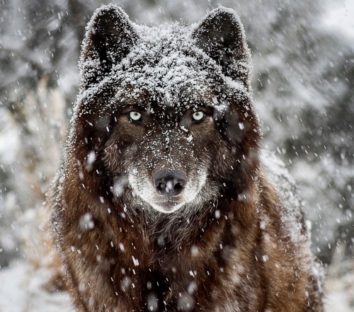beautiful-wildlife:
“Snowy Gaze by John Ramer
”