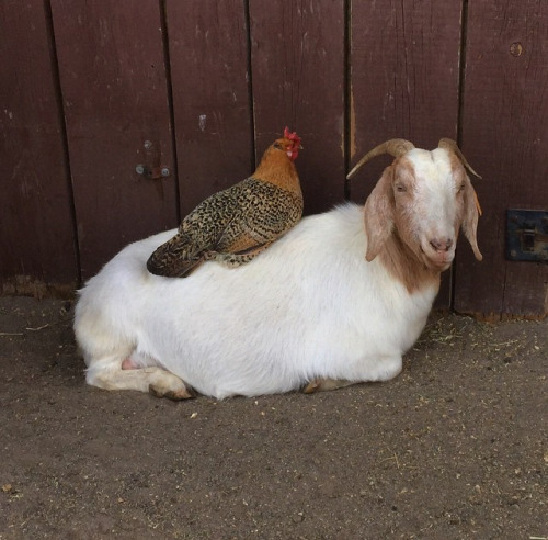 chicken riding goat