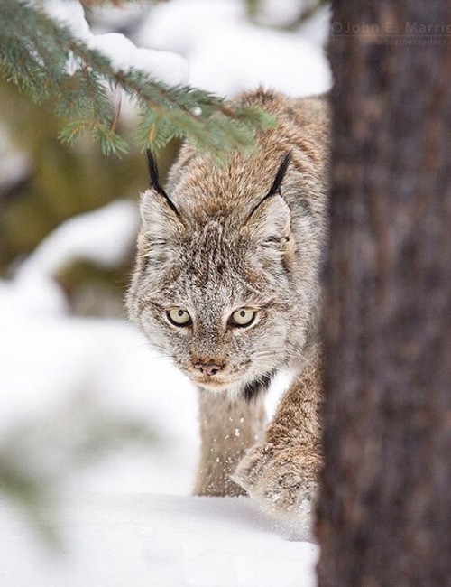 Lynx by © johnemarriott