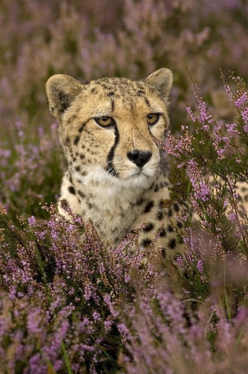 Cheetah in flowerbed by © Mariska Vermij-van Dijk