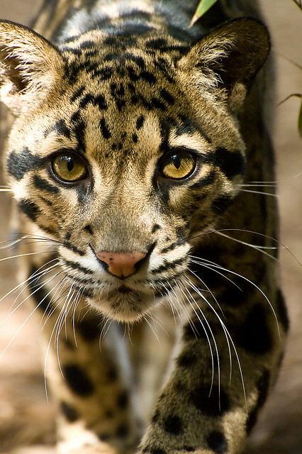 bigcatkingdom:
“ Clouded Leopard by wleasure on Flickr.
”