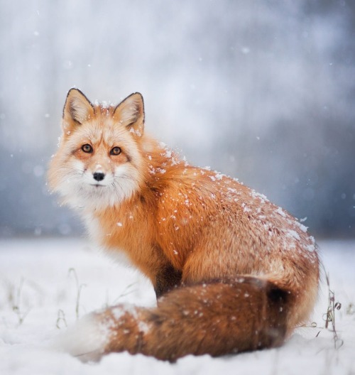 Winter Fox by © Iza Lyson