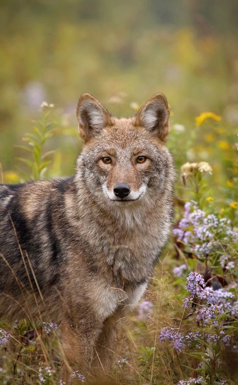 beautiful-wildlife:
“Eastern Coyote by © Brittany Crossman
”