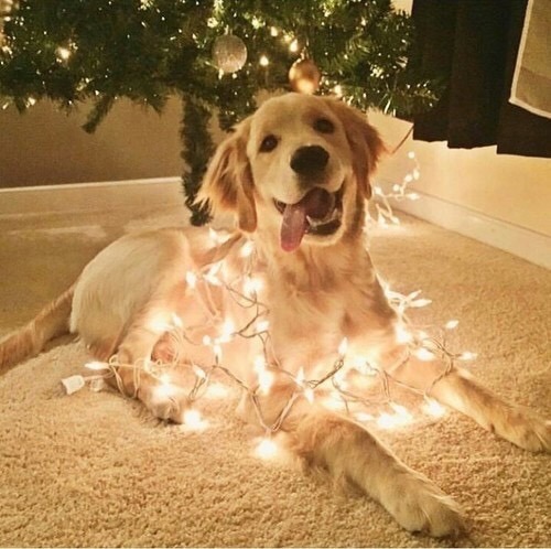 awwww-cute:
“Derpy Golden under the Christmas tree (Source: http://ift.tt/2gxasyC)
”
