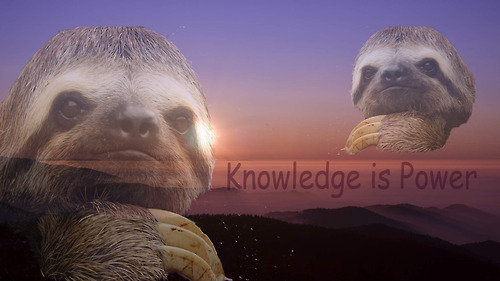 Image result for knowledge is power sloth
