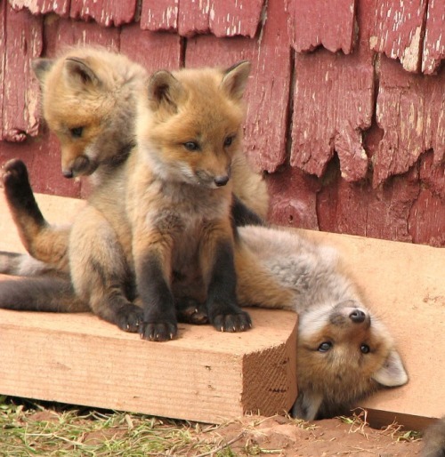 Silly lil baby foxes (Source: http://ift.tt/2pfz8zQ)