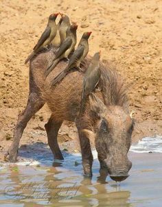 birds riding warthog