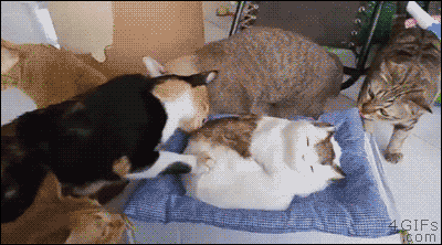 4gifs:
“Cats try to befriend a fake cat. [video]
”