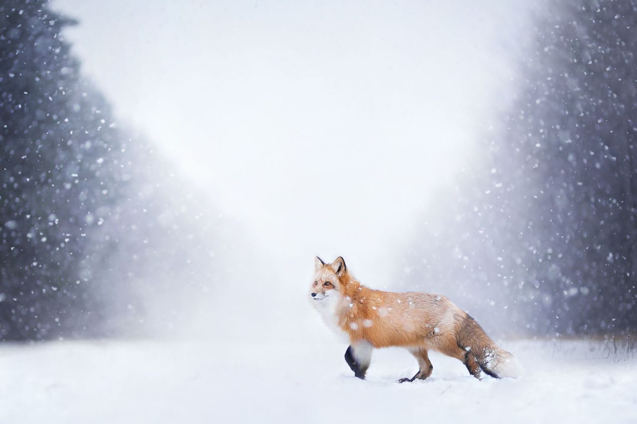 natgeoyourshot:
“Top Shot: The Fox and The Blizzard  Top Shot features the photo with the most votes from the previous day’s Daily Dozen,12 photos chosen by the Your Shot editors from thousands of recent uploads. Our community votes for their...