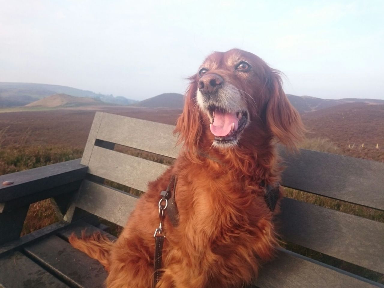 She might be an old dog, but she still loves scenic walks (Source: http://ift.tt/2j2dvwL)